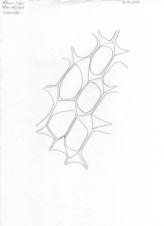 Allium cepa plasmolysiert