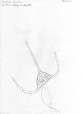Ceratium horridum