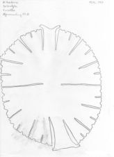 Mikrasterias