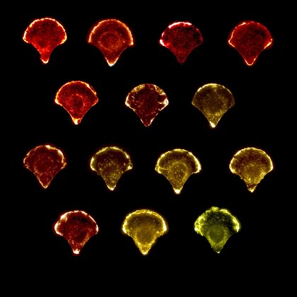 Cell micropatterning normalisierte Zelle Cortactin