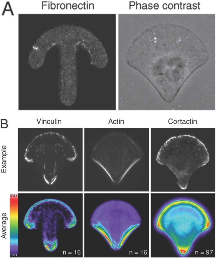 Cell micropatterning normalisierte Zelle RPE1 micropattern
