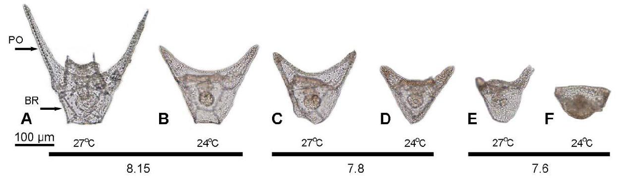 Auswirkungen globaler Erwärmung auf Echinodermaten-Larven