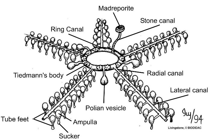 Ambulacralsystem schematisch