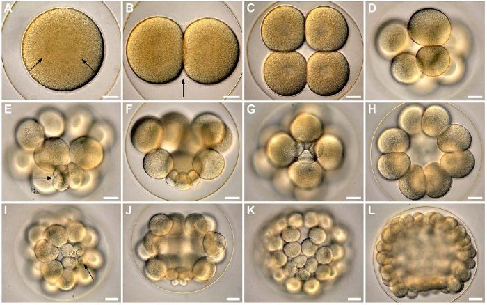 Frühe Furchung eines Echinoderms