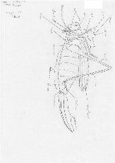 Decticus spec. lateral