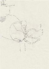 Decticus spec. Mundwerkzeuge
