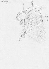 Lepitoptera R&uuml;ssel