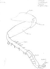 Leucophaea maderae bein