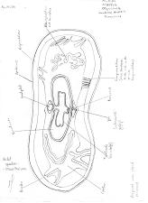 Lumbricus terrestris quer