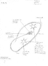 Paramecium