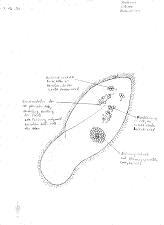 Paramecium Verdauung