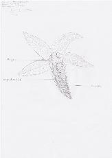 Asterias rubens Arm