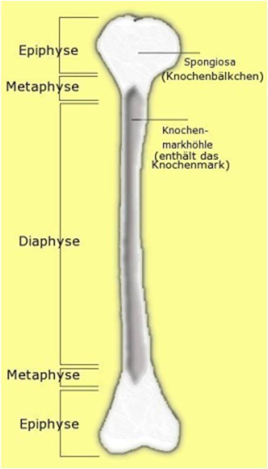 Aufbau eines Röhrenknochens