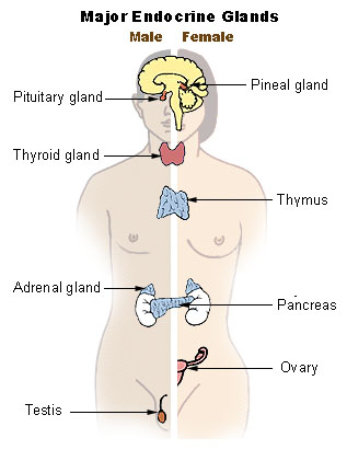 endokrines System