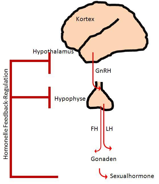 geschlechtsunspezifische Sexualhormone