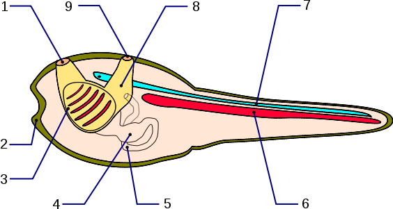 Larve von Ciona
