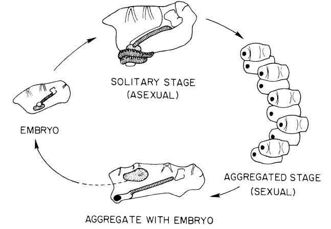 Reproduktionskreislauf bei Salpidae