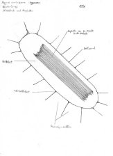 Agave Idioblast mit Raphidien