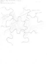 Christrose obere Epidermis