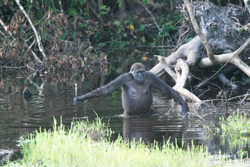 Watender Gorilla