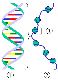 Packung der DNA durch Nukleosome