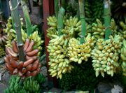 rote Bananen???