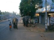 Wenn man schon mal in Indien ist geh&ouml;ren die doch einfach dazu!
