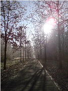 ein Weg im Winter