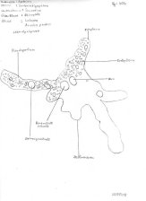 Amoeba proteus