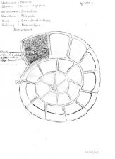 Foraminifera