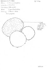 Foraminifera