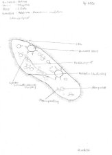 Parameecium