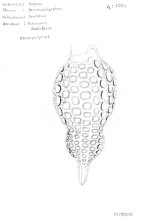 Radiolaria