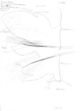 Regenwurm Parapodium