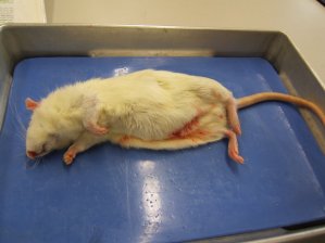 Die Ratte vor der Pr&auml;paration