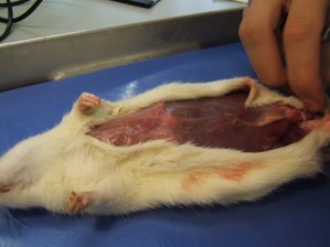 Zun&auml;chst begannen wir damit der Ratte das Fell abzuziehen