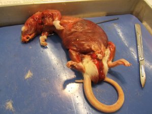 Die Ratte ohne Fell