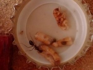 Mehlwurm auf Kronkorken Ameise probiert geöffneten Mehlwurm 