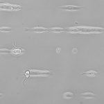 cell micropattering cell migration on fibronectin  stripes HaCaTB10EGF 20 ng 29h after seeding