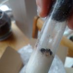 Ameisenkönigin Camponotus rufipes im Reagenzglasnest