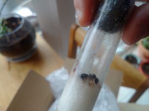 Reagenzglasnest mit Ameisenkönigin von Camponotus rufipes