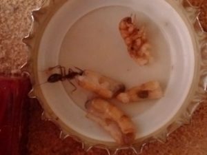 Mehlwurm auf Kronkorken Ameise nagt am inneren