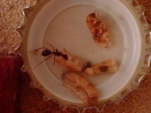 Mehlwurm auf Kronkorken Ameise nagt an aufgeschnittenem Mehlwurm
